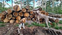 Noa en Bella in het bos hondenuitlaatservice